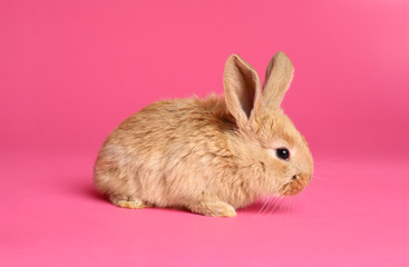 Adorable furry Easter bunny on color background