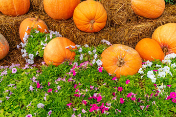 かぼちゃと花壇