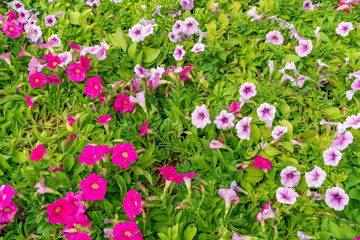 Fototapeta premium 白と赤の花