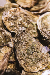 Close up Live and Fresh Oysters in shell under the water.