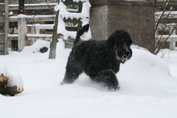 portrait of a giant  schnauzer during a snowfall in the ranch