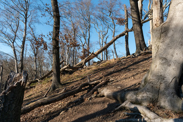 Fallen forest trees after devastating storm on hillside
