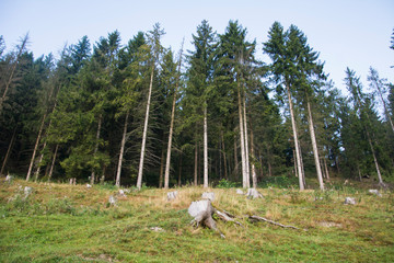 Green coniferous forest on the mountainside.