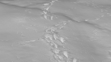 These tracks tell a story of life and death in the winter wilderness as an eagle chased a jackrabbit up the hill and they both left prints in the snow. 