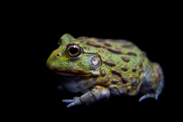 The African bullfrog on black
