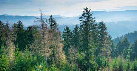 Fototapeta premium Blick vom Geigerskopfturm bei Oberkirch im Schwarzwald