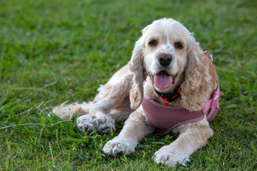 Pet animal; cute happy dog in garden.