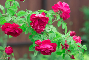 Red roses, flowers for Valentine's Day, a gift, a bouquet of red roses on March 8, a female dream, spring flowers in the botanical garden