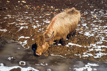 the white buffalo drinking water