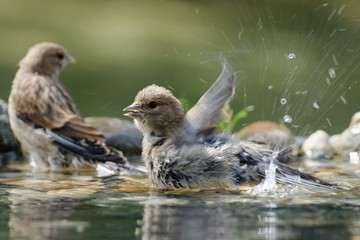 Two linnet, Carduelis cannabina, female. They swim in the water.  East Moravia. Europe