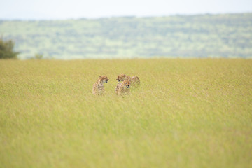 Cheetahs are walking through savannah