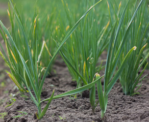 Obraz premium Bed with green onion