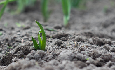 Bed with green onion