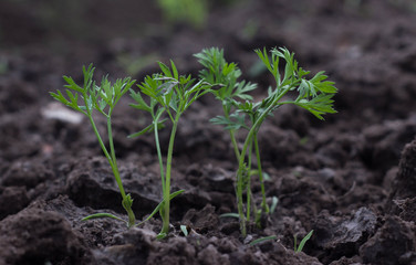 Young carrot plant sprouting out of soil on a vegetable bed. Shot with shallow depth of field.