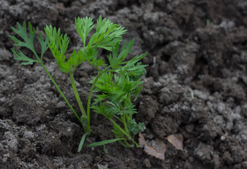 Young carrot plant sprouting out of soil on a vegetable bed. Shot with shallow depth of field.
