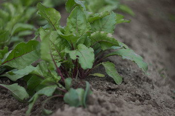 Young beetroot on the bed. Sugar beet in the garden.