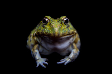 The African bullfrog on black