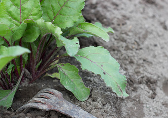 Young beetroot on the bed. Sugar beet in the garden.