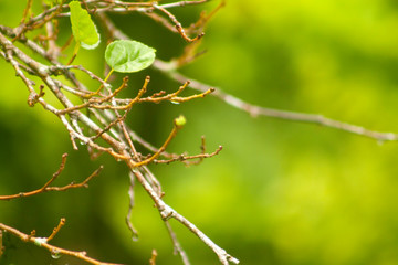 green leaf