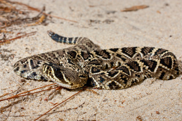 Young eastern diamondback rattlesnake - Crotalus adamanteus