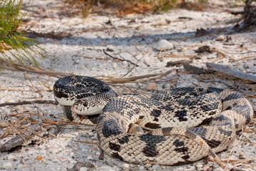 Northern pine snake - Pituophis melanoleucus