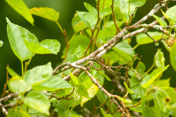 green leaf