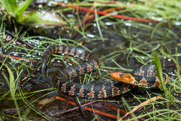Baby redbelly water snake - Nerodia erythrogaster
