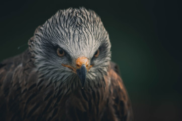 Spectacular portrait of a black milano. Animal