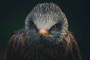 Spectacular portrait of a black milano. Animal
