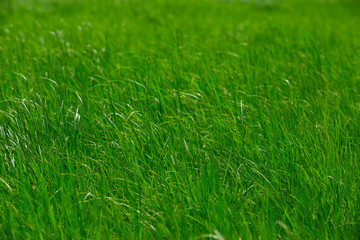 fresh green grass