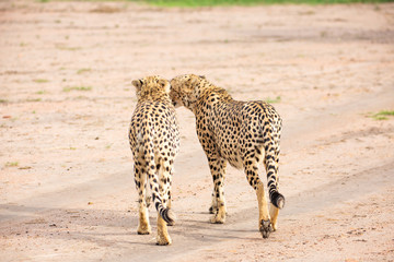 Cheetahs are walking through savannah