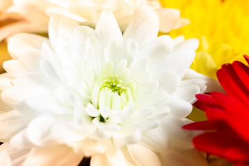 Fototapeta premium bright bouquet of red white
