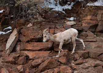 A desert big horned sheep ewe descends a rocky red sandstone cliff in Zion national park Utah. 