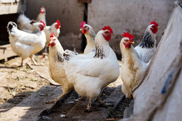 white homemade chicken close up