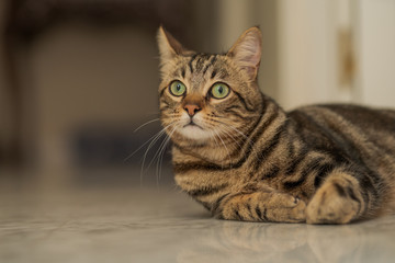 Naklejka premium Piękny kot krótkowłosy leżący na podłodze w domu