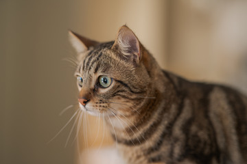 Fototapeta premium Beautiful short hair cat lying on white table at home