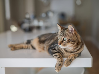 Beautiful short hair cat lying on white table at home