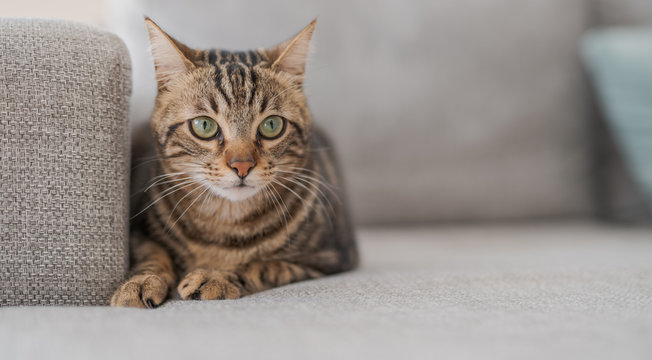 Beautiful short hair cat lying on the sofa at home