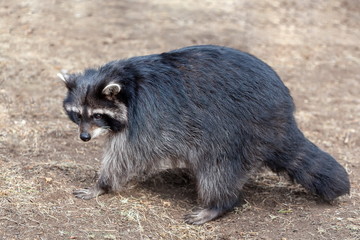 adult wild raccoon running on the ground