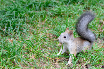 wild squirrel sitting on the green grass