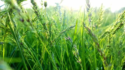 Grass in the field