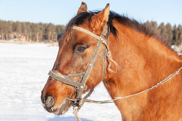 horse head close-up against the winter forest