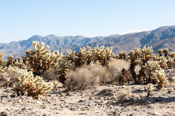 Landscape with Joshua Trees in the Joshua Tree National Park, California, USA