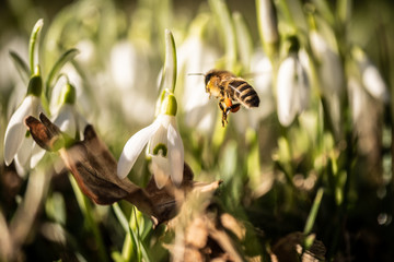spring