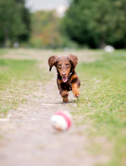 Dachshund playing ball on the path, running towards