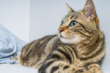 Beautiful short hair cat lying on the bed at home