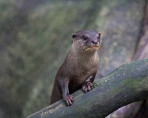 Oriental small-clawed otter, Amblonyx cinereus, also known as the Asian small-clawed otter.