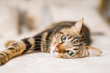 Fototapeta na wymiar Beautiful short hair cat lying on the bed at home