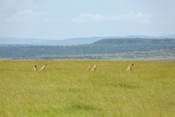 Cheetahs are walking through savannah © Alexey Osokin