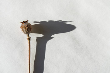 Drug opium poppy inside the syringe. Deadly drug addiction. On an old rusty background